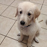 bluedog_kobe