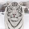 Lt.tiger