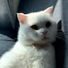 꿈집사 킹이와