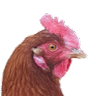 dvi