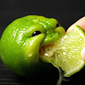lime eating lime prods