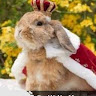 Rabbit King