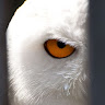 Peuqui