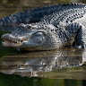 Aligator_ wa