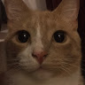 Large Cat