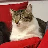 Felix