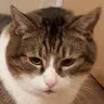 Prismo