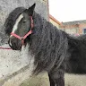 Lollichkeit