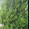 krzak pl