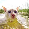 Ratamahatta