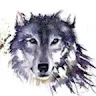 wolleollerolle