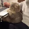 tinfoilhat