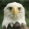 bigchief