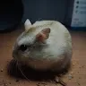 Luksus