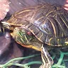 Ballistic Turtle