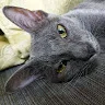 CatPadThai