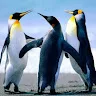 linuxchr123