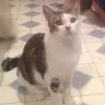 Wizardkitty