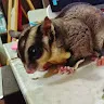 阿迪 陳