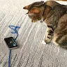 ThePixelatedCat