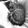 thenomad23