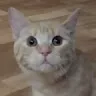 Matěj Petráň