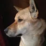 Tim