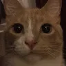 Large Cat