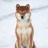 Adukko