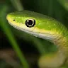 Snakesrcool