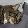 Kos Kos