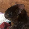 pan j