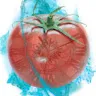 TempoTomato