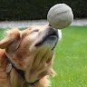 Molly Bollie