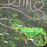 camachameleon