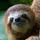 RollingSloth