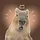 Capy Bara