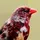 Finch