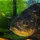 Shrebert