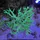 Nano Reef Freak