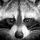 TrashPandaThe3rd