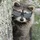 Raccoon