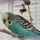 2bluebirds