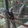 birds_adorb