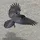 Corvus Niger