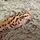 Alejandro The Gecko