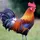 Rooster7734