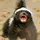 HoneylBadger