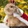 Rabbit King