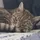 Tigger